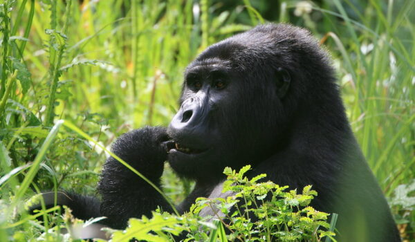 What Is The Mountain Gorilla's Biggest Threat