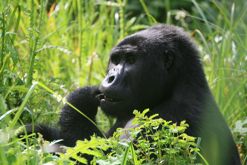 What Is The Mountain Gorilla's Biggest Threat