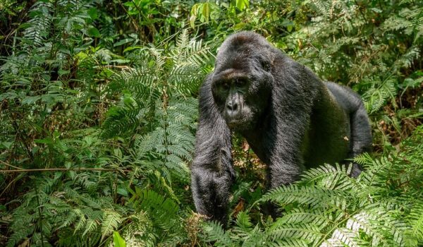 What Time Are Gorillas Most Active?