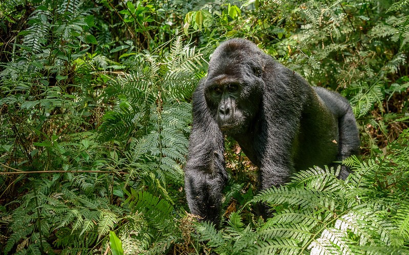 What Time Are Gorillas Most Active?