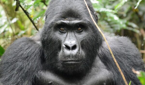 Which African Country Is Known For Its Gorillas