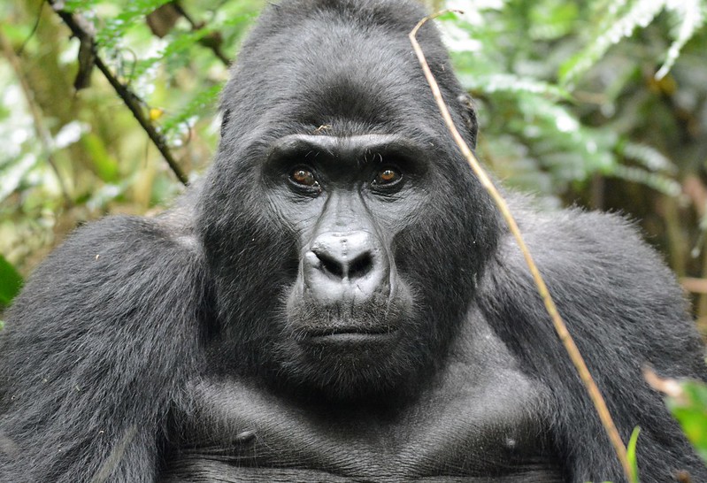 Which African Country Is Known For Its Gorillas