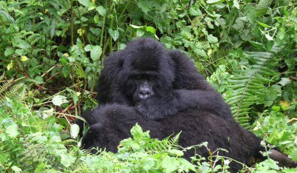 Which Country Is Best For Gorilla Trekking