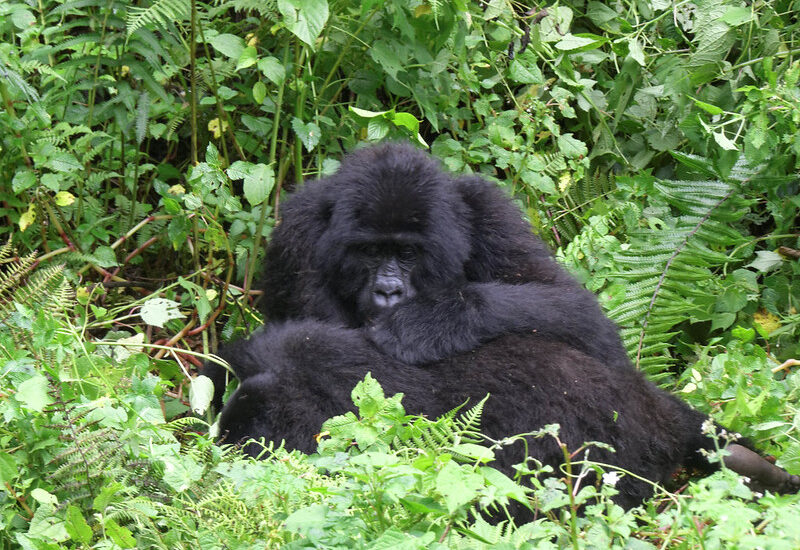 Which Country Is Best For Gorilla Trekking