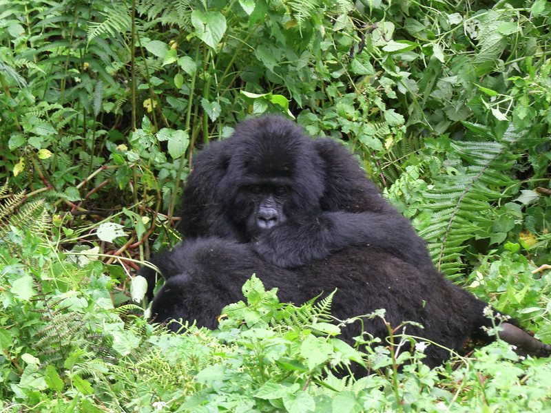 Which Country is Best for Gorilla Trekking