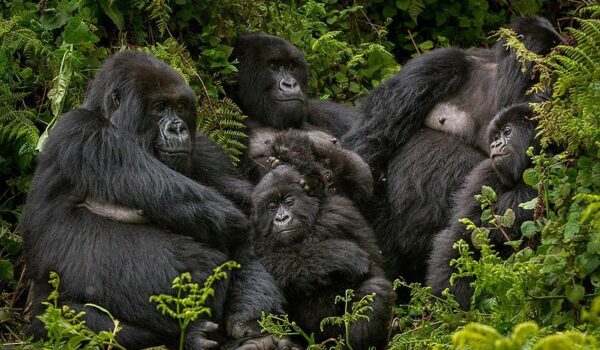 Which Season Is Best For Gorilla Trekking