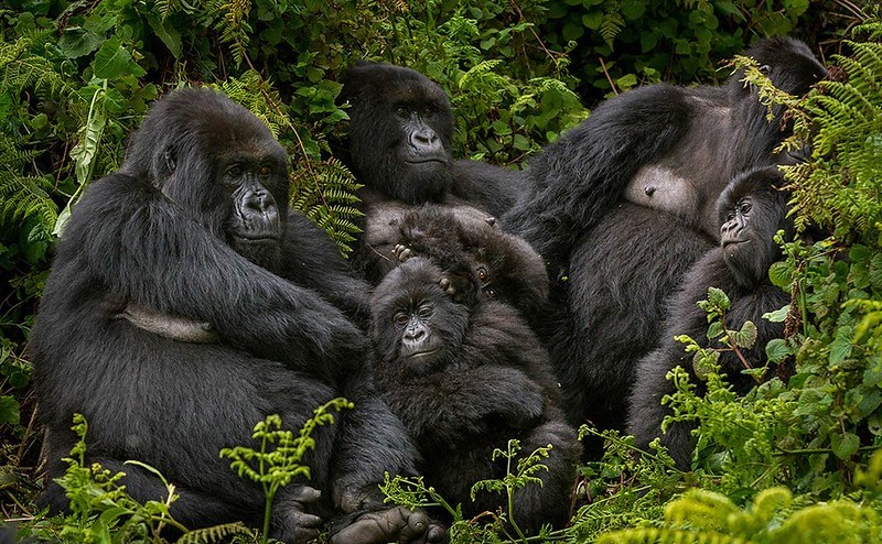 Which Season Is Best For Gorilla Trekking