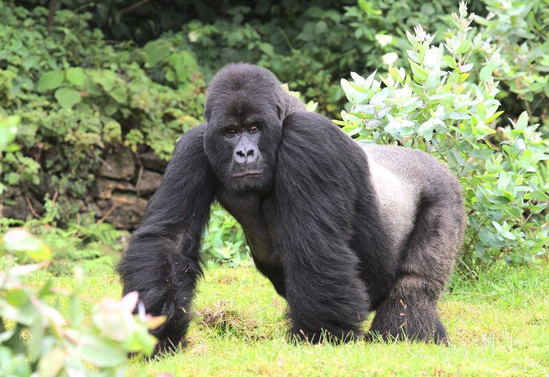 Why Do Gorillas Beat Their Chest