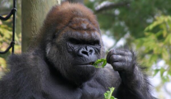 Why Don’t Gorillas Eat Meat