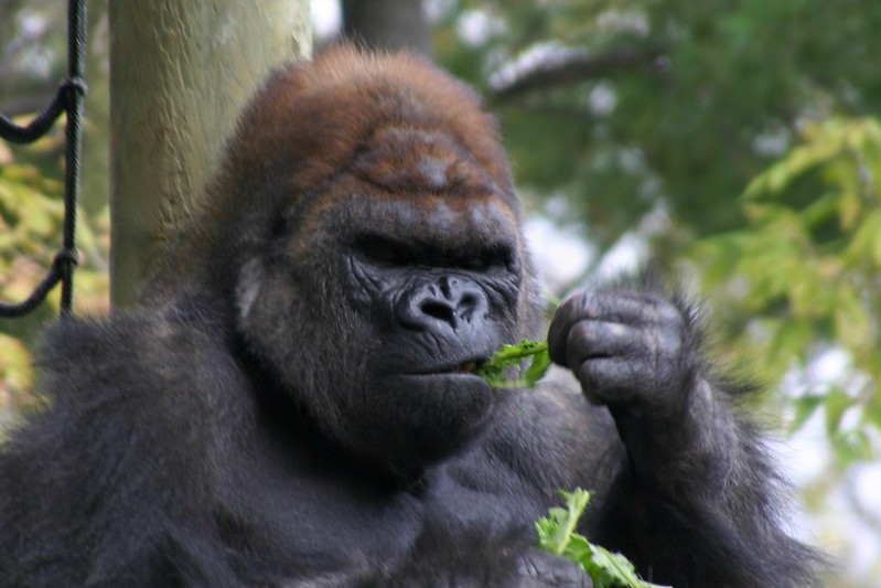 Why Don’t Gorillas Eat Meat