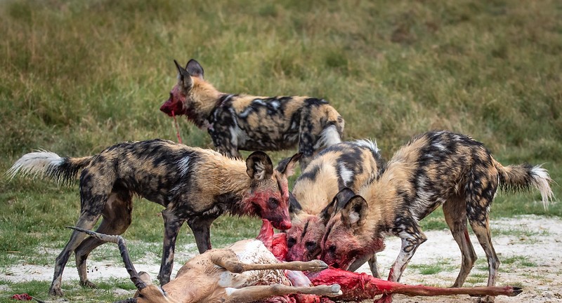 10 Best Places To See Wild Dog On Safari