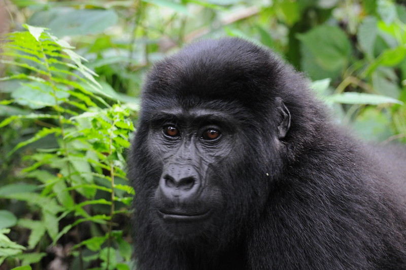 5 Best Places To See Gorillas In Africa