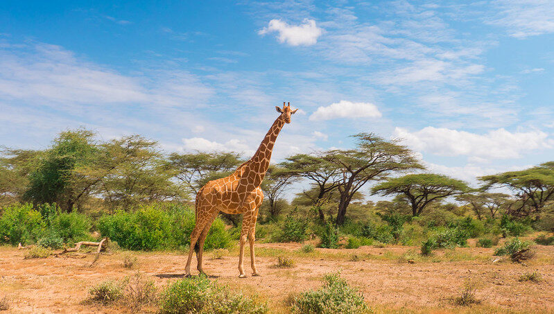 Best Safari Parks & Game Reserves Near Nairobi