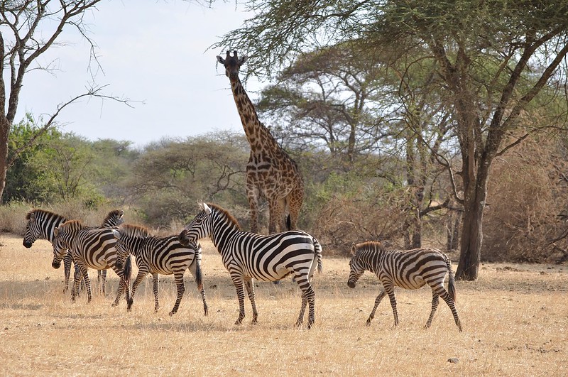 Best Safari Parks And Game Reserves Near Dar Es Salaam