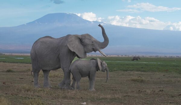 Best Safaris Near Mt Kilimanjaro