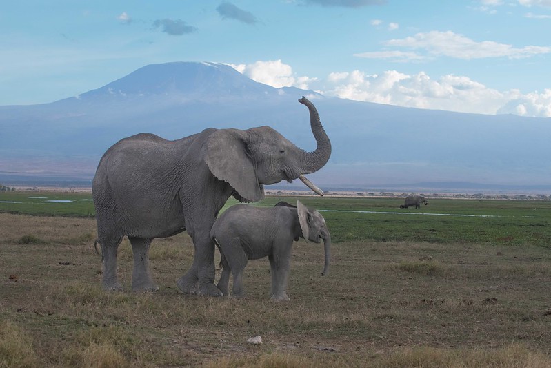 Best Safaris Near Mt Kilimanjaro