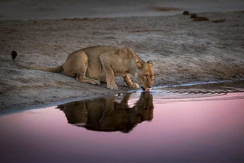 Botswana Vs South Africa Which Is Better For An African Safari