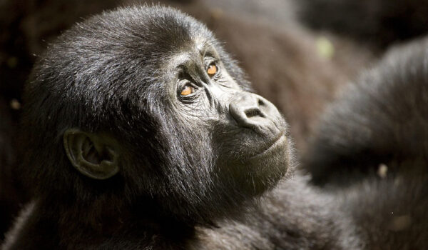 Gorilla Trekking Uganda Versus Rwanda, Which Is Better