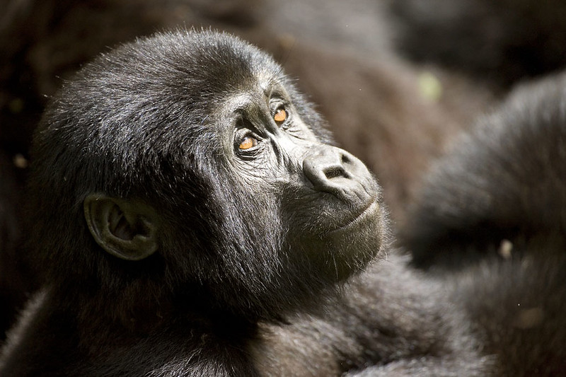 Gorilla Trekking Uganda Versus Rwanda, Which Is Better