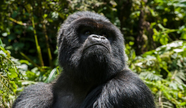 How Many Days Do You Need For Gorilla And Chimp Trekking In Rwanda