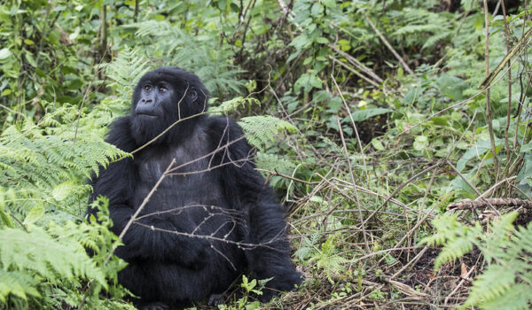 How To Celebrate Your Birthday With Gorillas Of Volcanoes National Park.