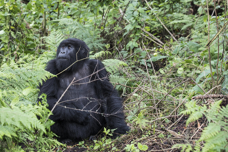 How To Celebrate Your Birthday With Gorillas Of Volcanoes National Park.