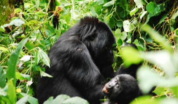 How To Plan For A Summer Holiday Gorilla Trek To Uganda