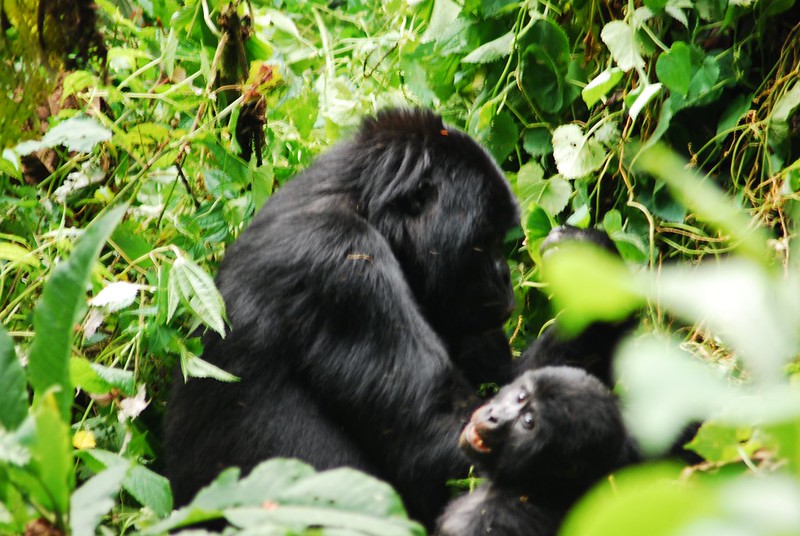 How To Plan For A Summer Holiday Gorilla Trek To Uganda