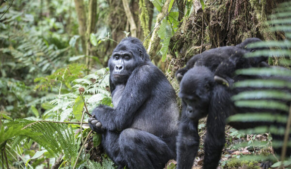 How To Plan Gorilla Trekking In Rwanda During The Winter Break