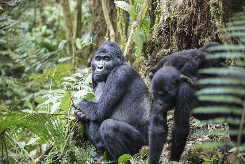 How To Plan Gorilla Trekking In Rwanda During The Winter Break