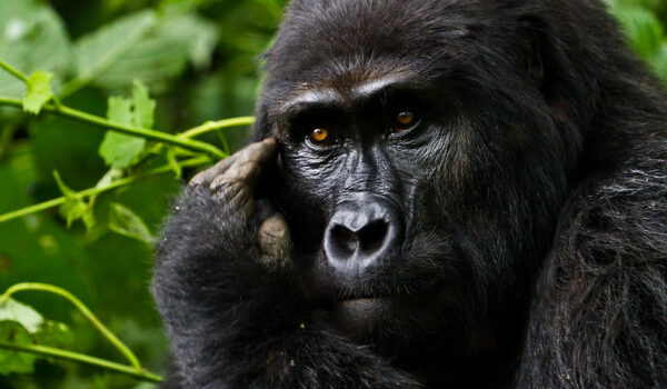 How To Plan To See Gorillas In Uganda During The Winter Break