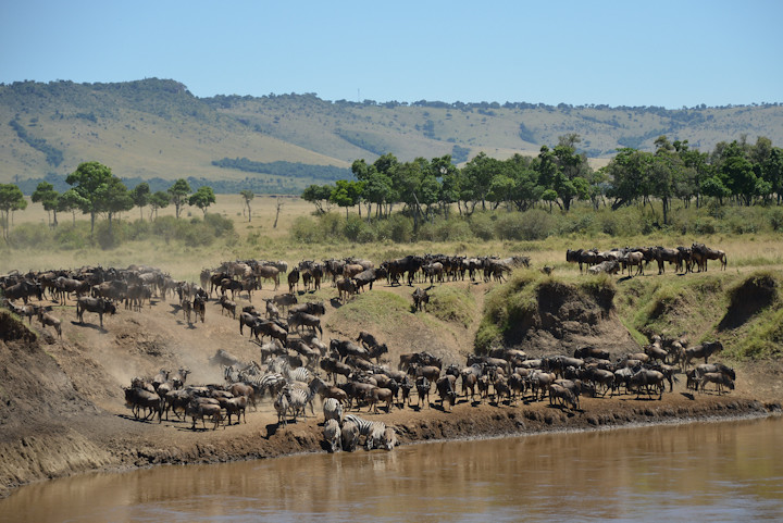 Masai Mara Vs Serengeti – Which Park Should You Choose