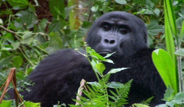 Planning A Team-building Safari To Trek Gorillas In Uganda