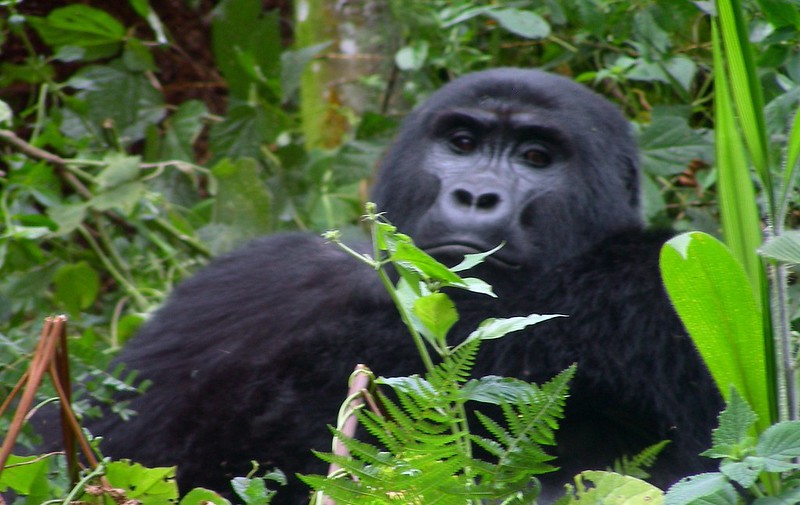 Planning A Team-building Safari To Trek Gorillas In Uganda