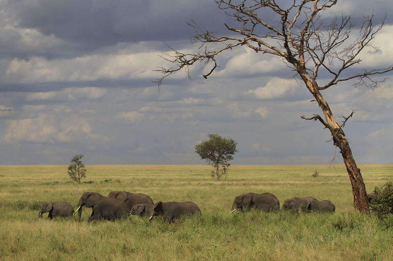 Serengeti Vs Kruger Which Is Better For An African Safari