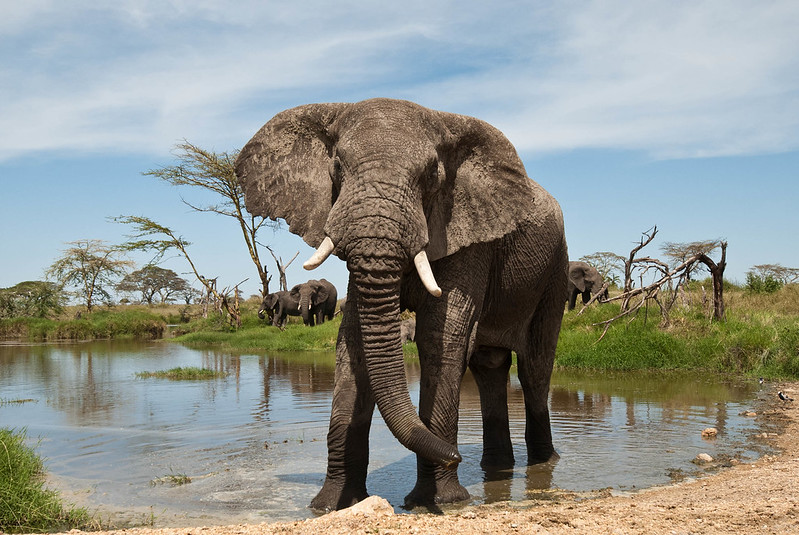 The Best East African Safari Tours