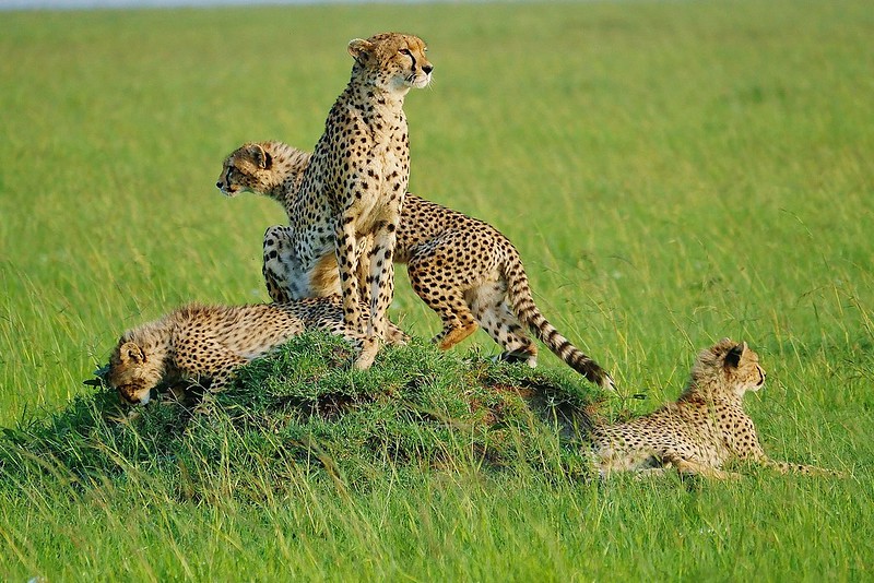 Top 10 Best Places To Locate Cheetah On Safari