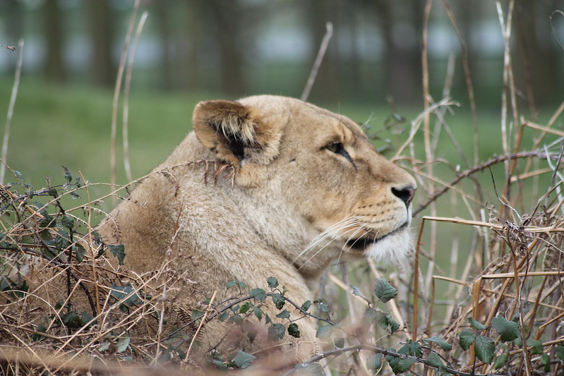 Top 10 Best Places To See Lions In Africa