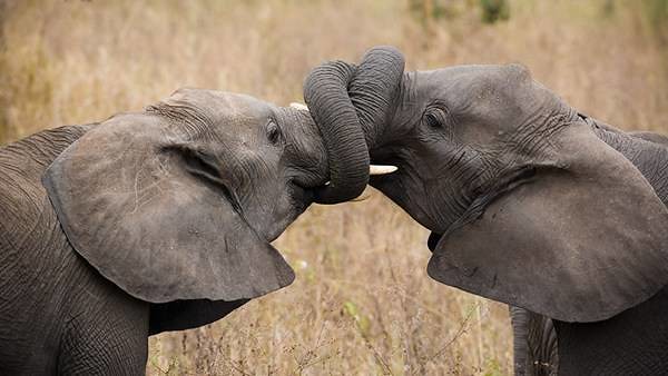 Top 10 Best Tarangire National Park Safari Camps & Lodges