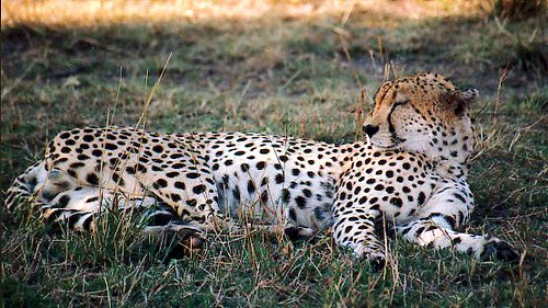 Top 10 Conservancies In Kenya