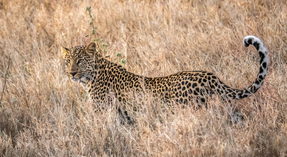 Top 6 Best Places To See Leopards In Africa