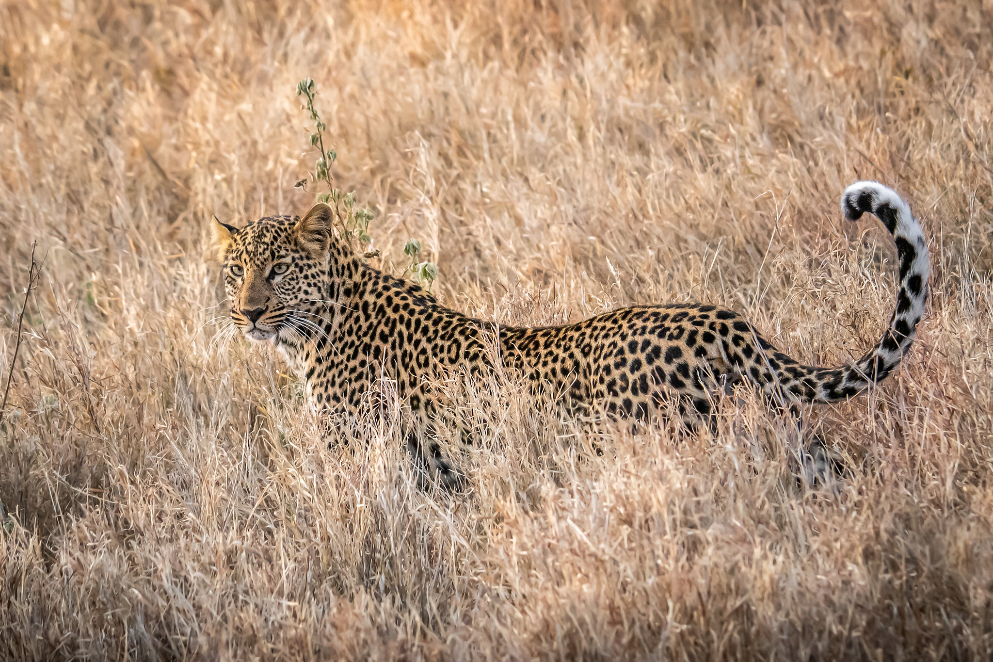 Top 6 Best Places To See Leopards in Africa