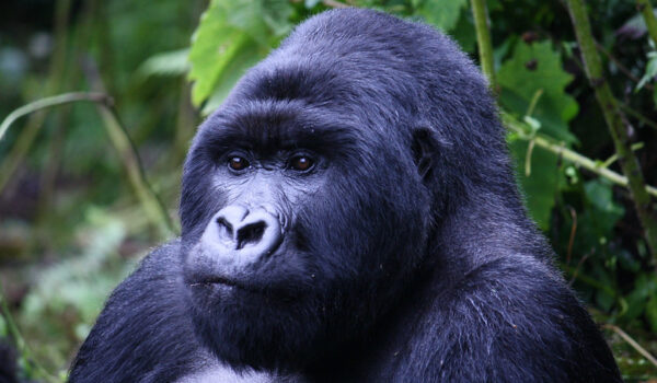 Trekking Gorillas In Rwanda On Your Wedding Anniversary