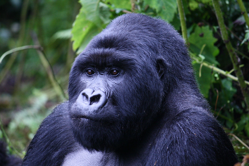 Trekking Gorillas In Rwanda On Your Wedding Anniversary