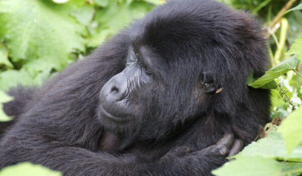 Trekking Gorillas In Uganda On Your Wedding Anniversary