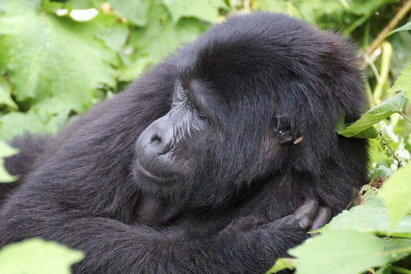 Trekking Gorillas In Uganda On Your Wedding Anniversary