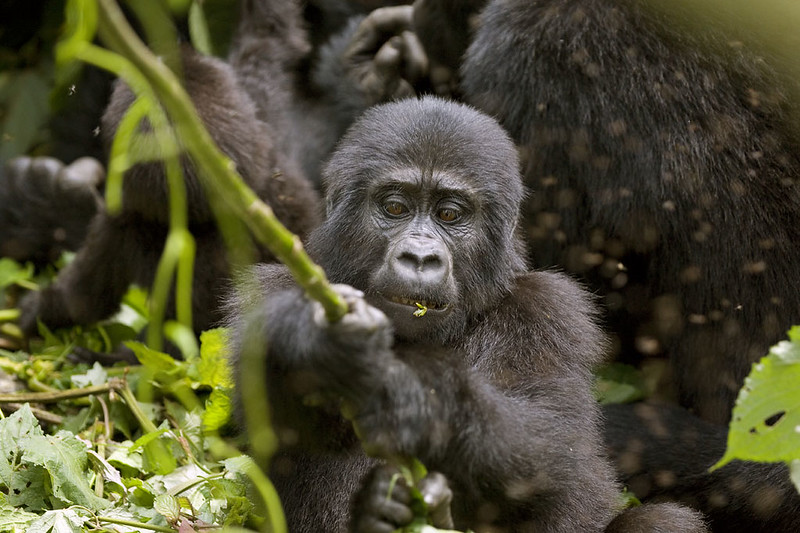 Uganda Tourism Board To License Tour Operators And Travel Agents