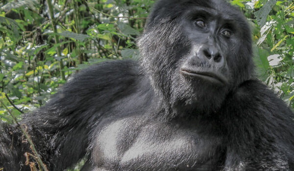 Uganda Wildlife Authority Gives Availability Of Gorilla Permits To Uganda Tour Operators