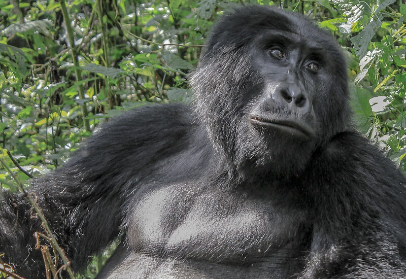 Uganda Wildlife Authority Gives Availability Of Gorilla Permits To Uganda Tour Operators