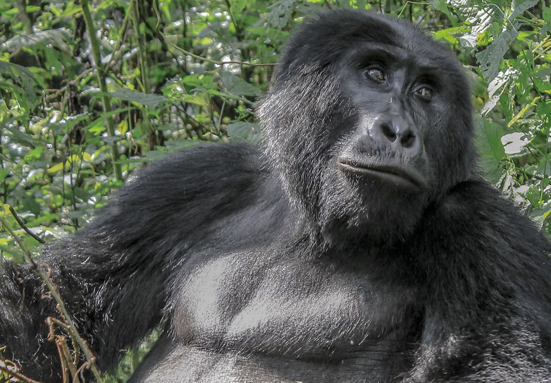 Uganda Wildlife Authority Gives Availability Of Gorilla Permits To Uganda Tour Operators